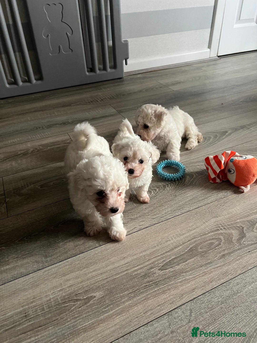 Bichon Frise dogs for sale: Bichon Frise Puppies - Image 13
