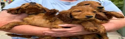 Cocker Spaniel dogs for sale: Gorgeous Golden Cockers - Advert 3