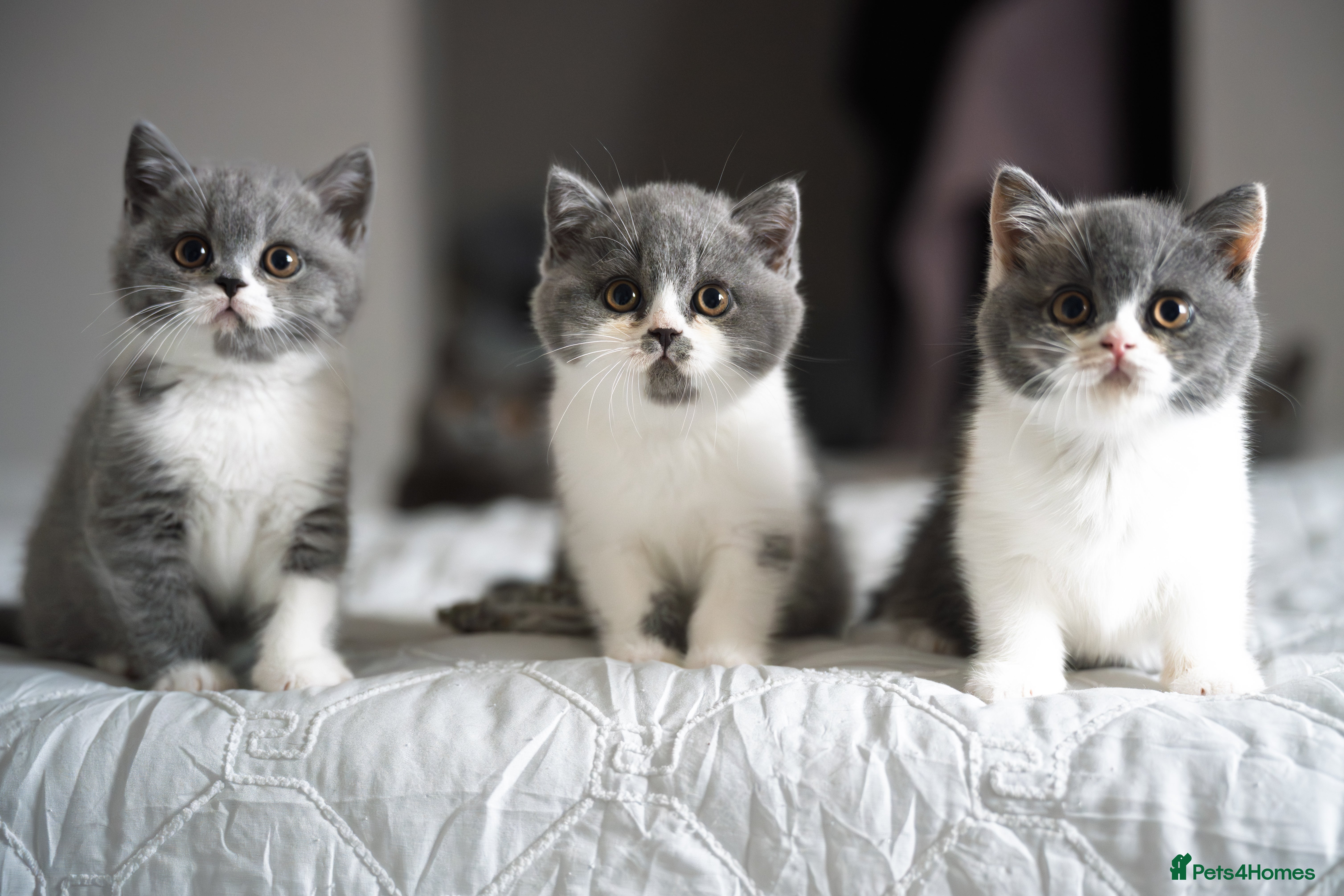 British Shorthair cats GCCF and TICA Registered -Show Quality BSH. - Advert 1