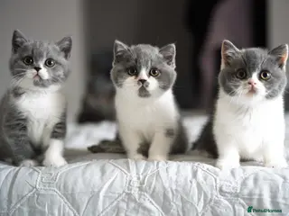 British Shorthair cats GCCF and TICA Registered -Show Quality BSH. - Advert 1