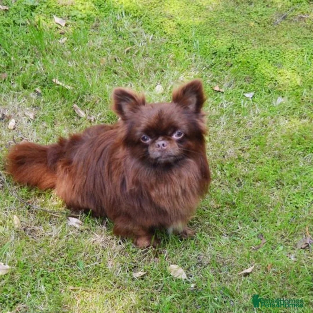 Chihuahua dogs for stud: Stunning, small K.C Reg full Russian stud boy in Dagenham - Advert 3