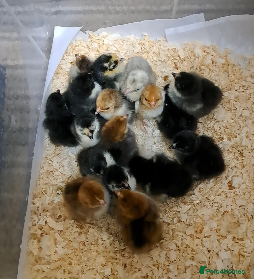 Chickens poultry for sale: Pekin Bantam chicks, silkies and seramas  - Advert 11