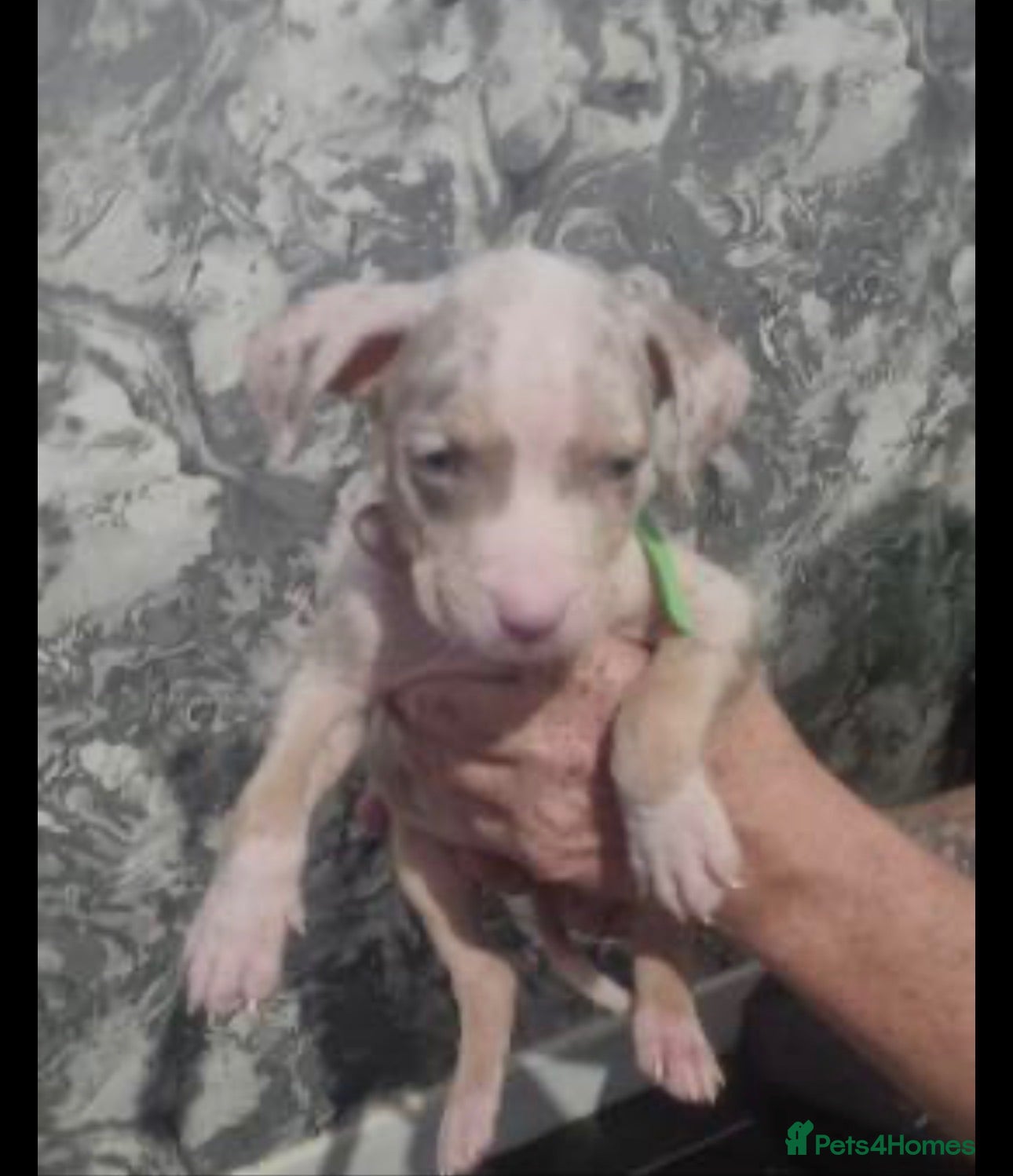 American Bulldog dogs 6 stunning American bulldog puppies - Advert 1