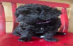 Cavapoochon dogs for sale: DNA clear, home raised, happy Cavapoochon Puppies - Image 2
