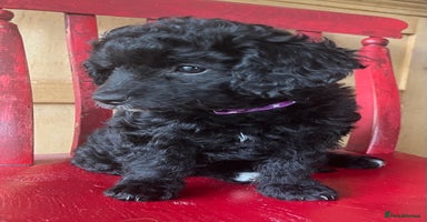 Cavapoochon dogs - Advert 5