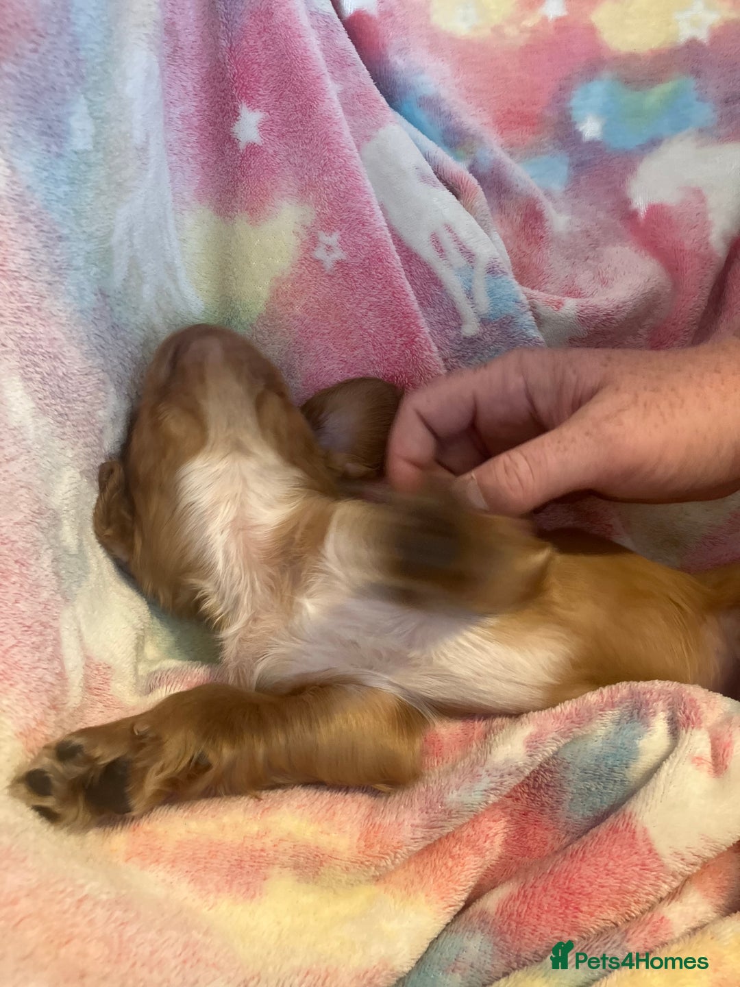 Cocker Spaniel dogs for sale: Working Cocker spaniel puppies - Image 8