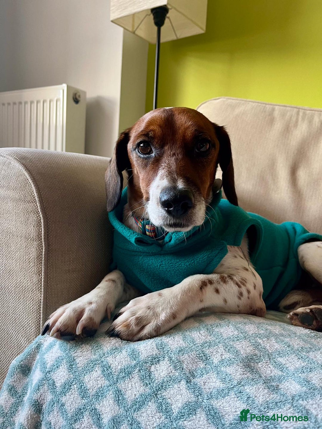 Mixed Breed dogs for adoption: Meet Benny intelligent soul who deserves stability - Advert 4