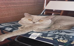 Bengal cats for sale: Bengal .. British short-hair cross - Image 3