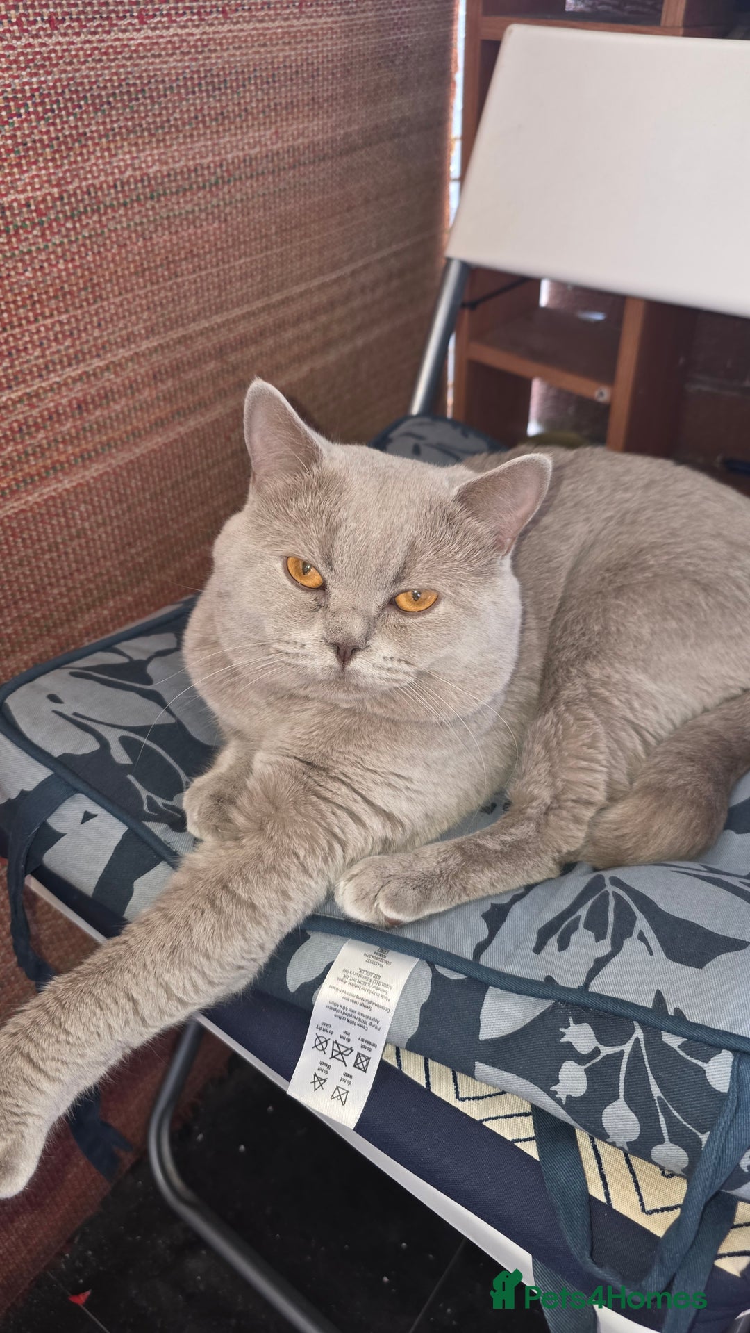 Bengal cats for sale: Bengal .. British short-hair cross - Image 3