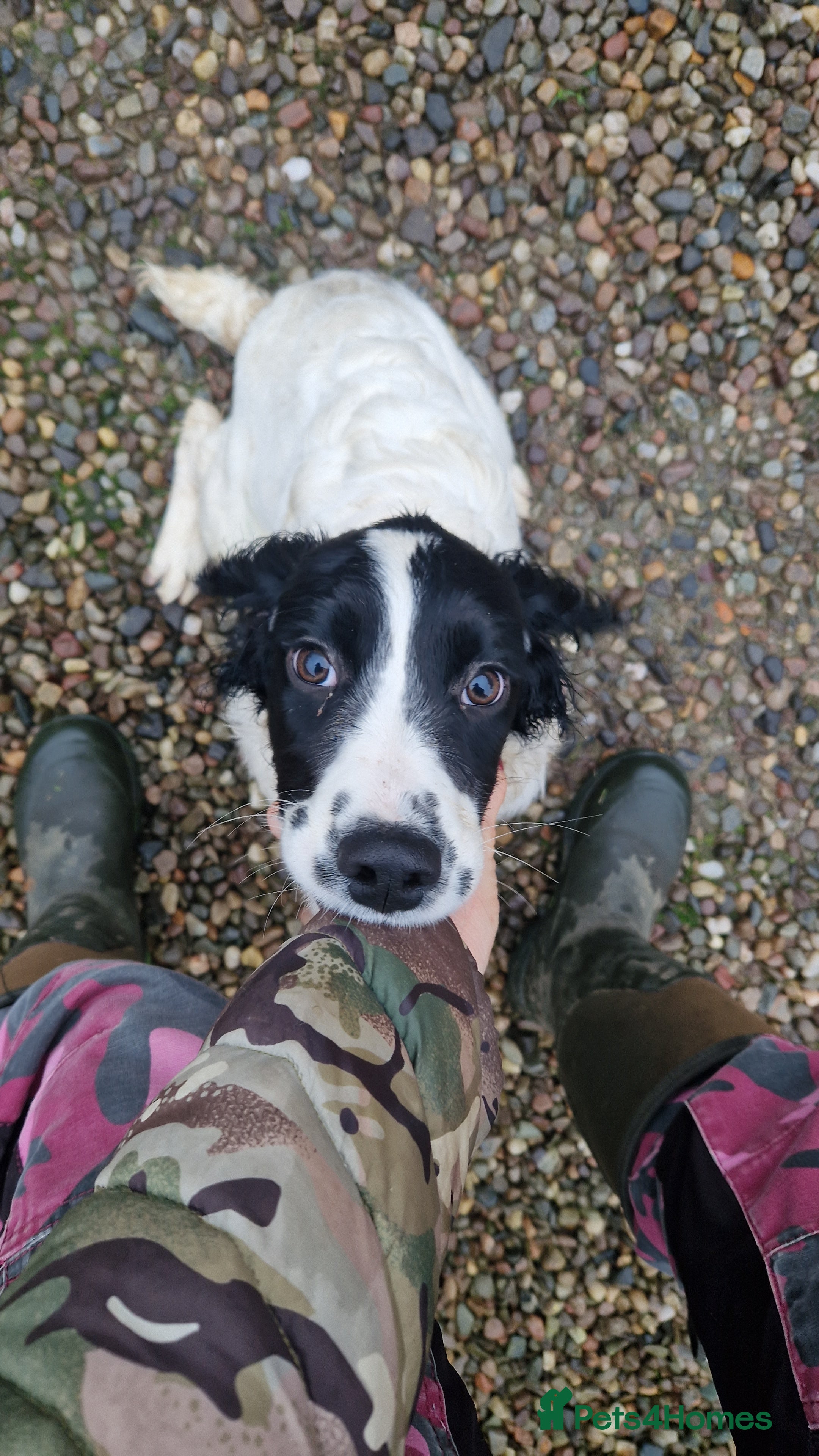 English Springer Spaniel dogs Springer Spaniel female 5 months KC Reg - Advert 2