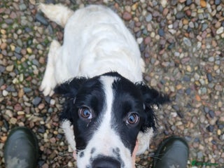 English Springer Spaniel dogs Springer Spaniel female 5 months KC Reg - Advert 2