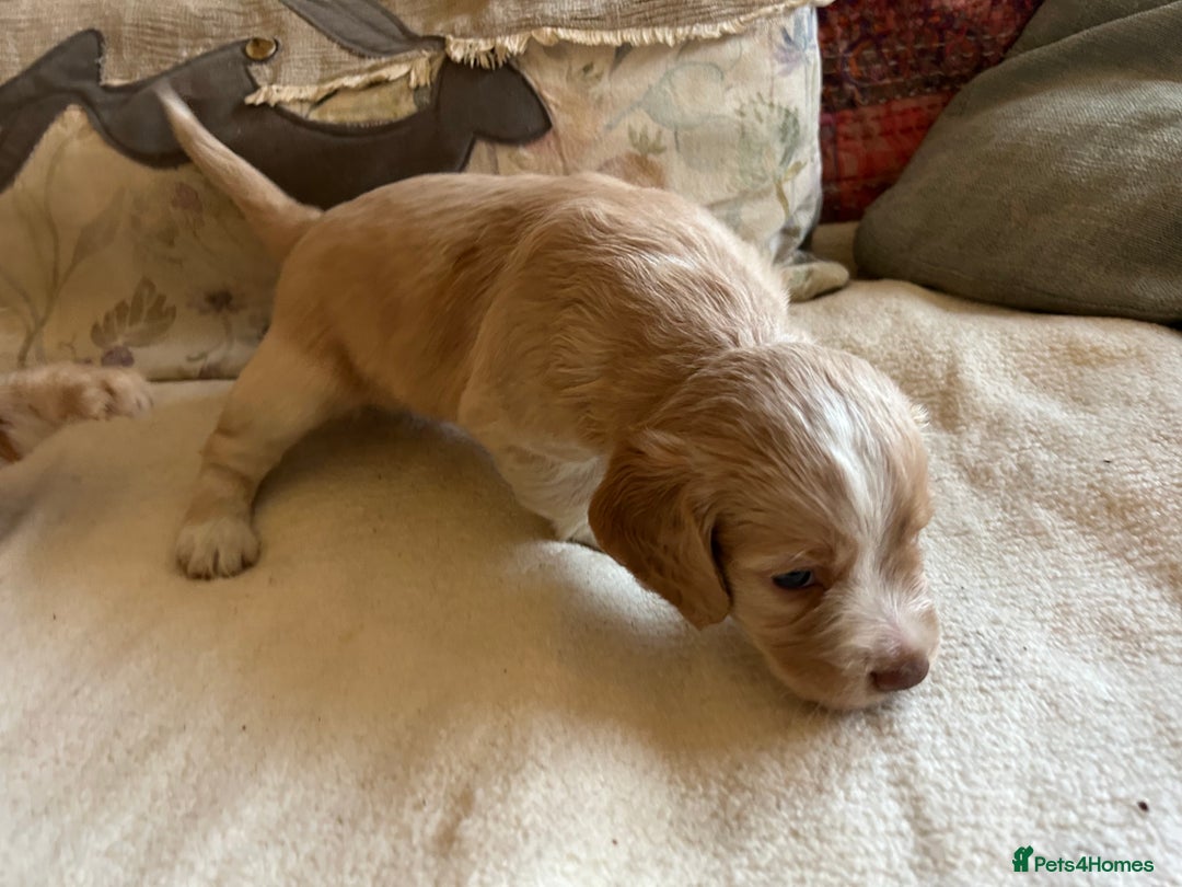 Cocker Spaniel dogs for sale: STUNNING WORKING COCKER SPANIEL PUPS - Advert 13