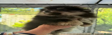 Pomchi Puppy 2