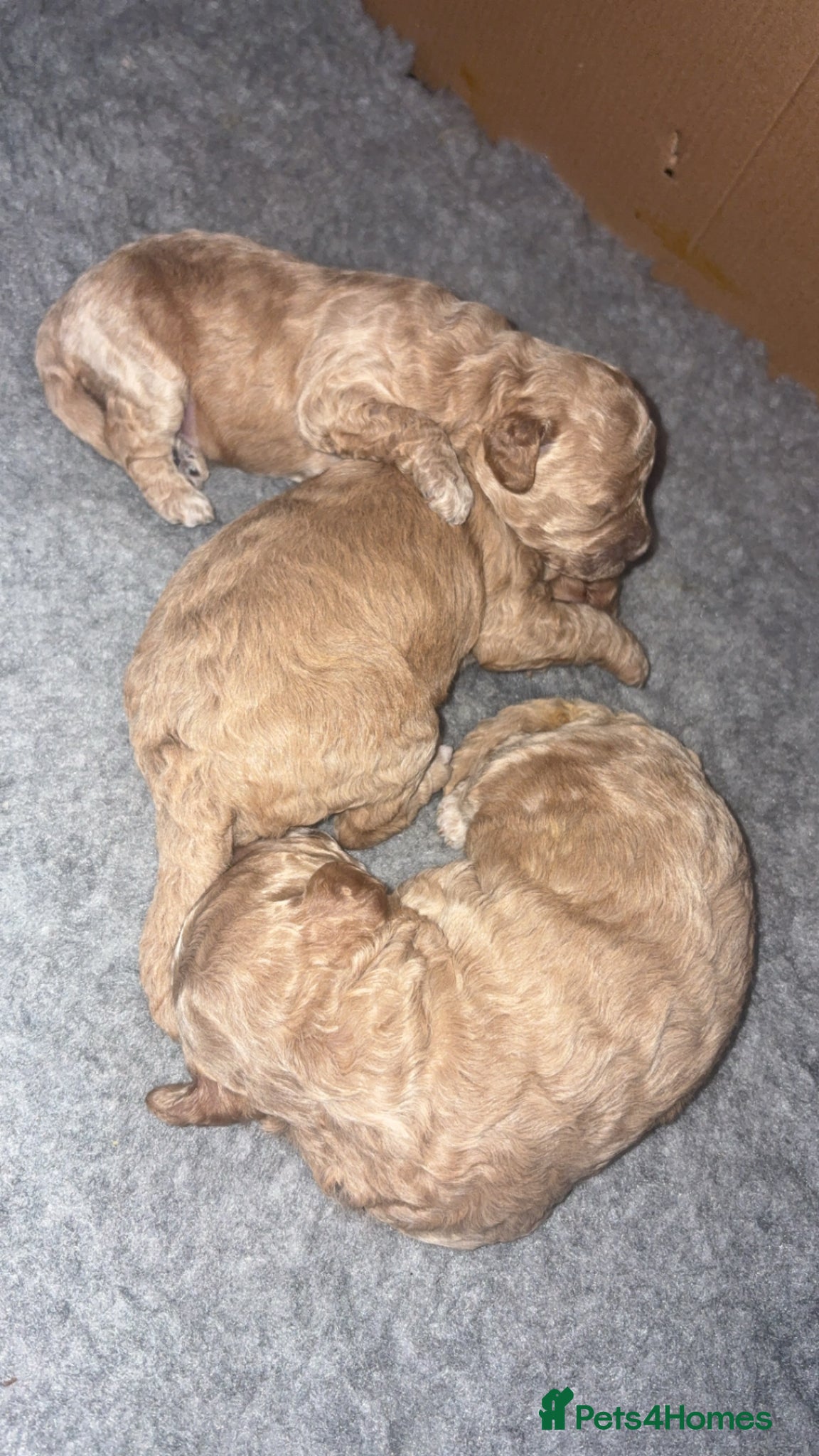Cavapoo dogs Cavapoo pups only 1boy 1girl left  - Advert 17