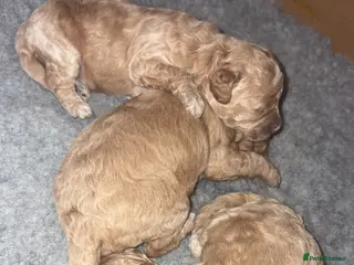 Cavapoo dogs Cavapoo pups only 1boy 1girl left - Advert 5