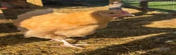 Chickens poultry for sale: Buff Orpington Young Cockerels  in Chesterfield - Advert 2