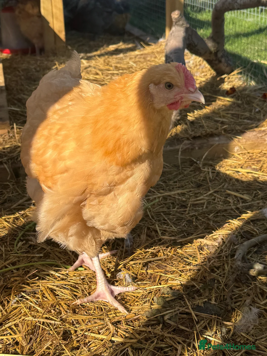Chickens poultry for sale: Buff Orpington Young Cockerels  in Chesterfield - Advert 2