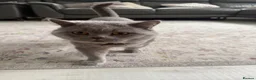 British Shorthair cats for sale: 2 beautiful British Shorthair Cats  - Advert 2