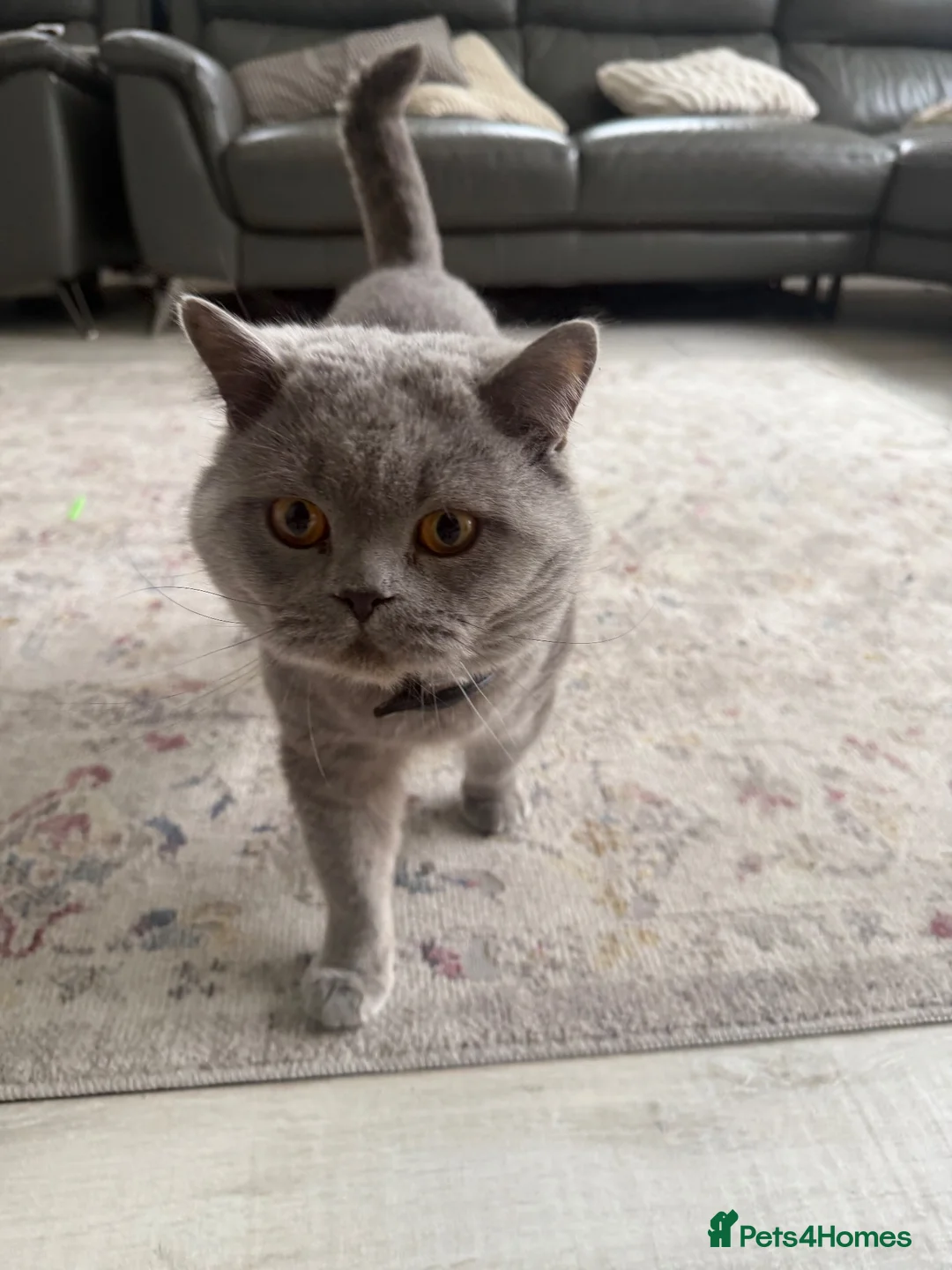British Shorthair cats for sale: 2 beautiful British Shorthair Cats  - Advert 2
