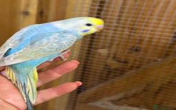 Budgerigars birds for sale: Rainbow budgie hand reared  - Image 15