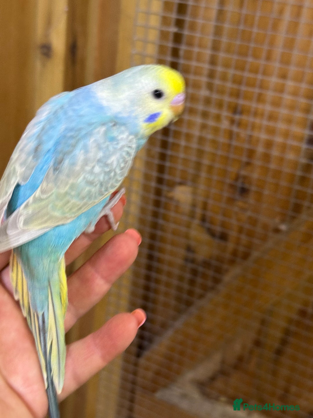 Budgerigars birds for sale: Rainbow budgie hand reared  - Image 15