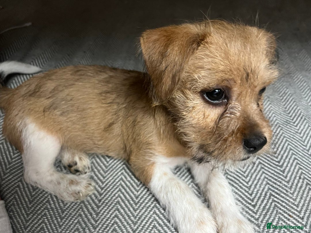 Mixed Breed dogs for sale: Jack Russell terrier  - Advert 4