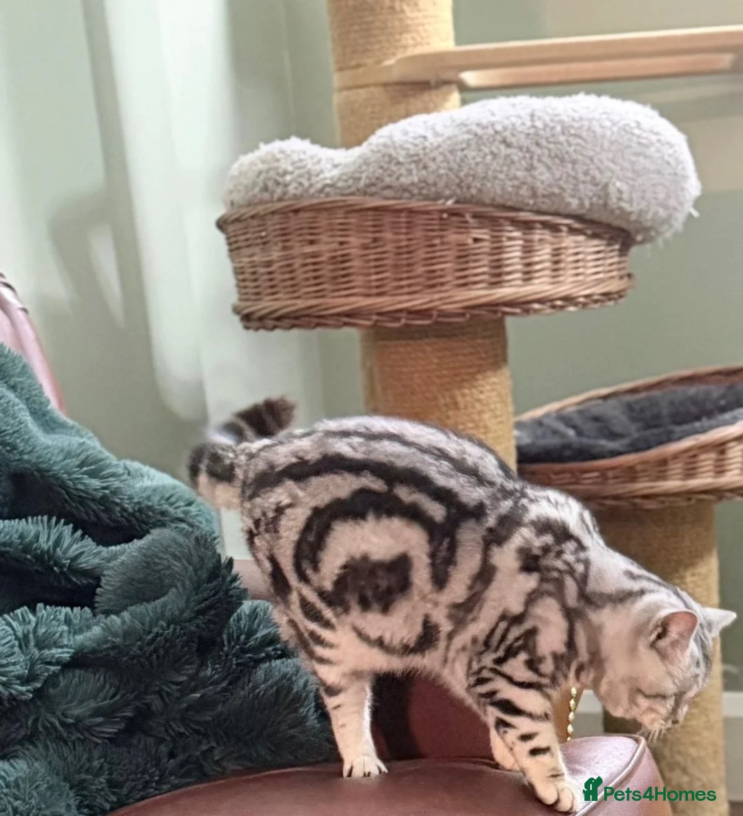 British Shorthair cats for sale: British shorthair silver tabby female  - Advert 4