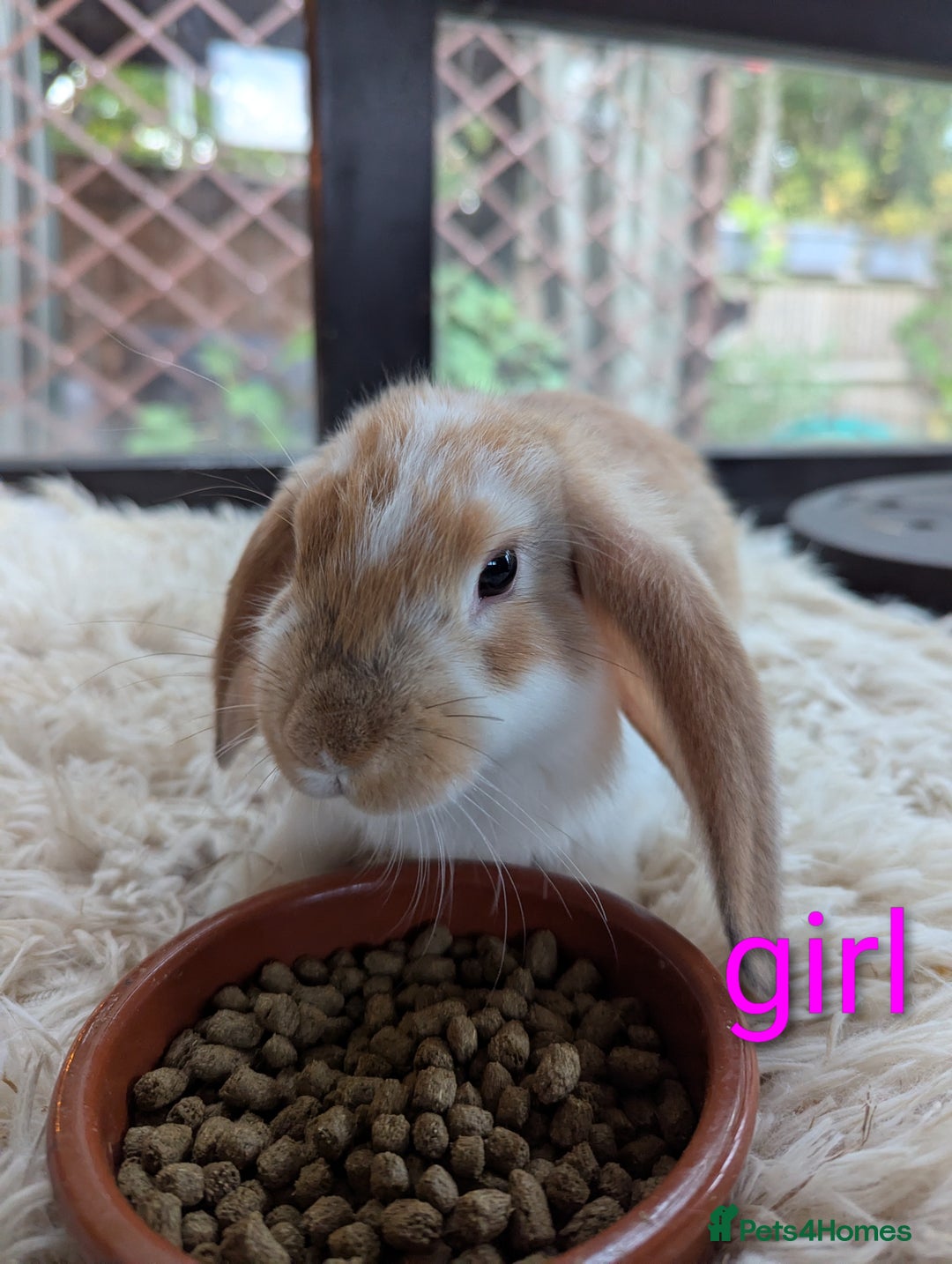 English Lop rabbits for sale: Lop mixed dot baby bunnies - Image 5