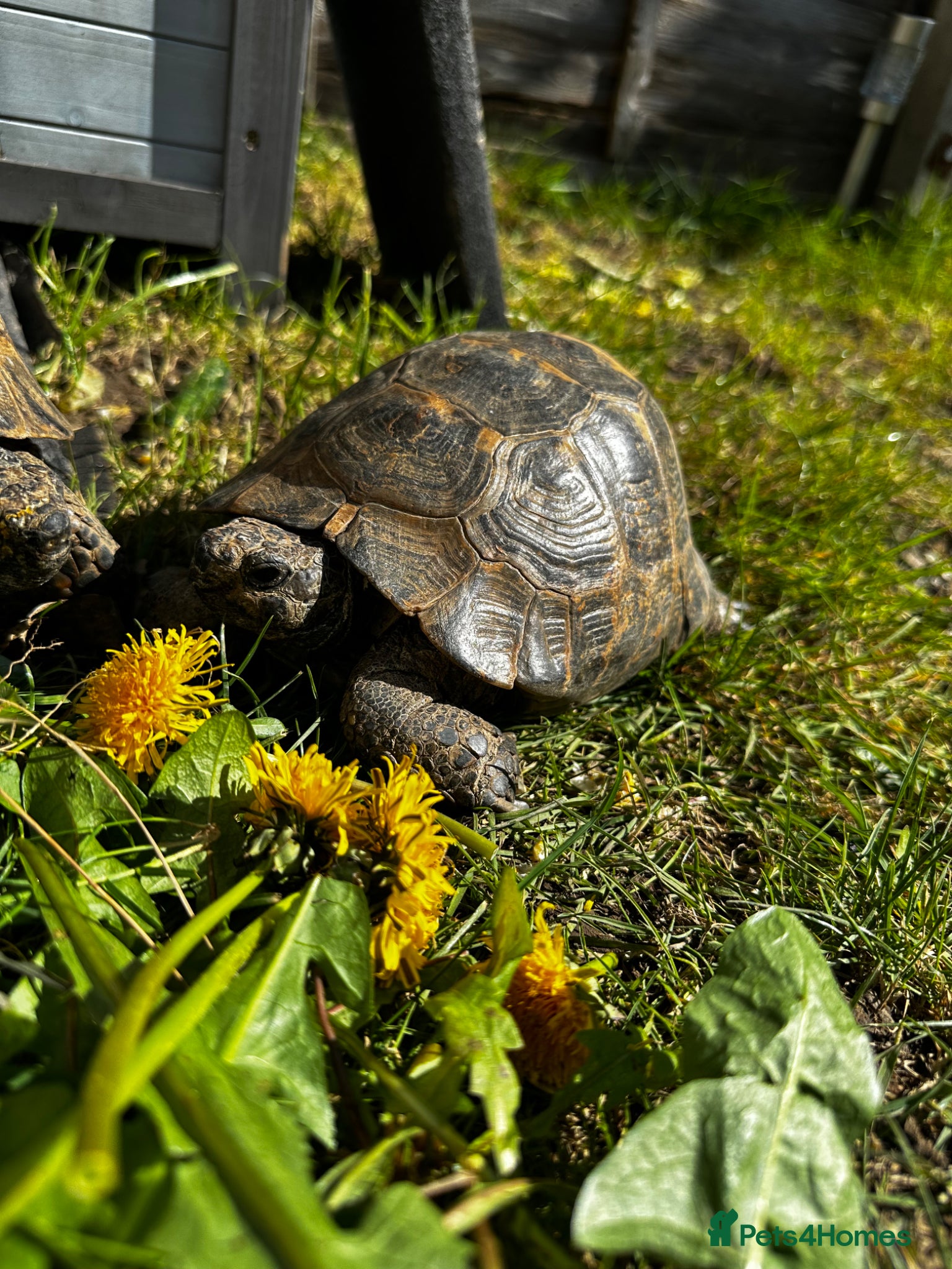 Tortoise reptiles Male Spurthigh tortoise  - Advert 17
