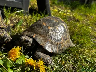 Tortoise reptiles Male Spurthigh tortoise - Advert 17