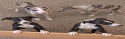 Italian Greyhound dogs for sale: Italian greyhound x whippet - Advert 2