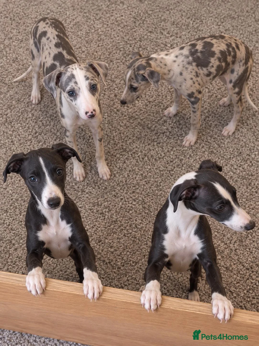 Italian Greyhound dogs for sale: Italian greyhound x whippet - Advert 2