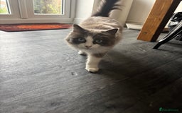 Ragdoll cats for sale: Beautiful Female Ragdoll Cat For Sale - Image 3