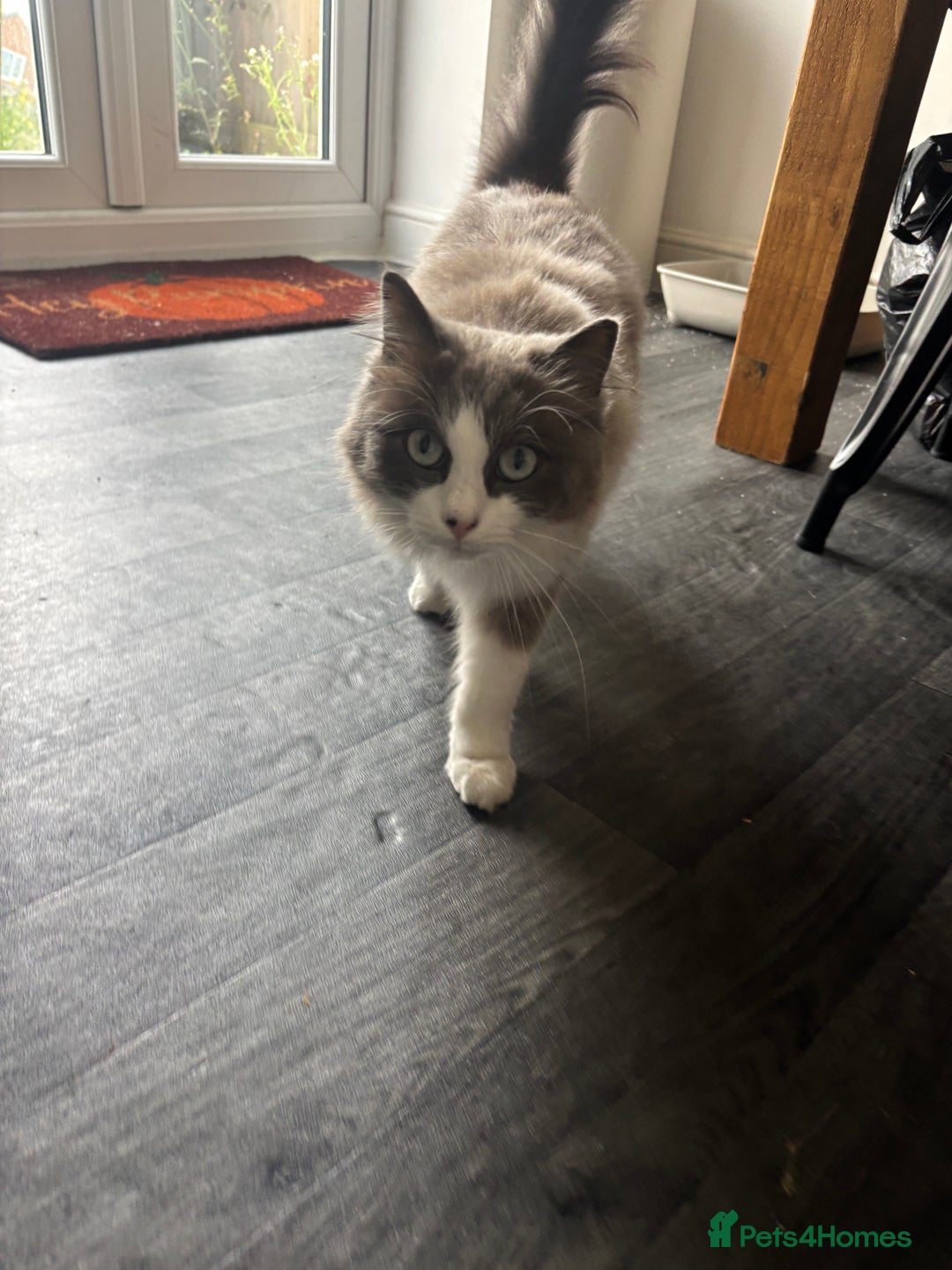 Ragdoll cats for sale: Beautiful Female Ragdoll Cat For Sale - Image 3