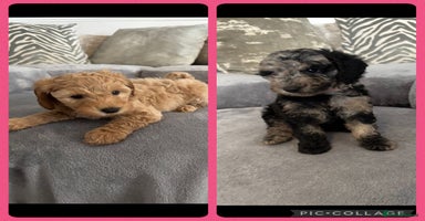 Cockapoo dogs - Advert 5
