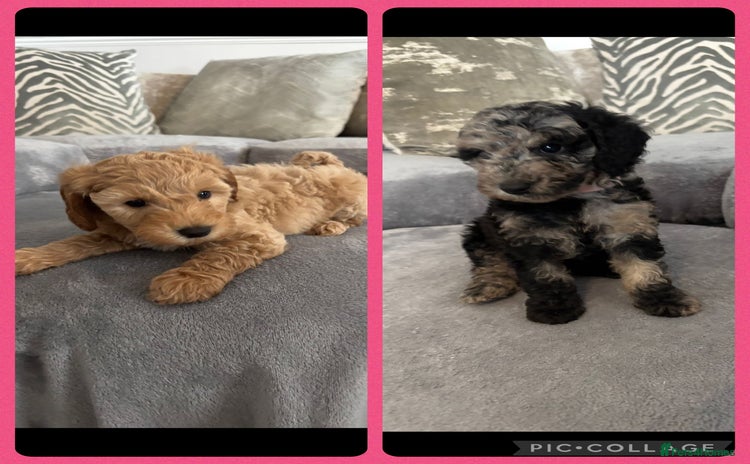 Cockapoo dogs - Advert 5