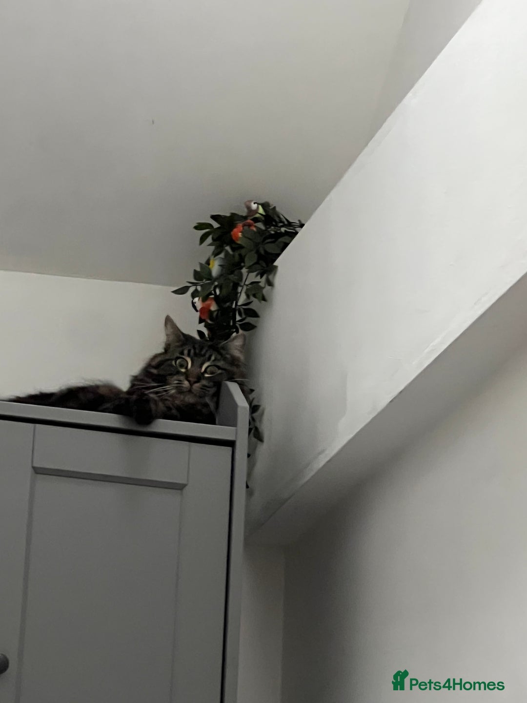 Maine Coon cats for sale: Maine Coon - Advert 8