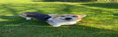 Welsh Corgi Pembroke