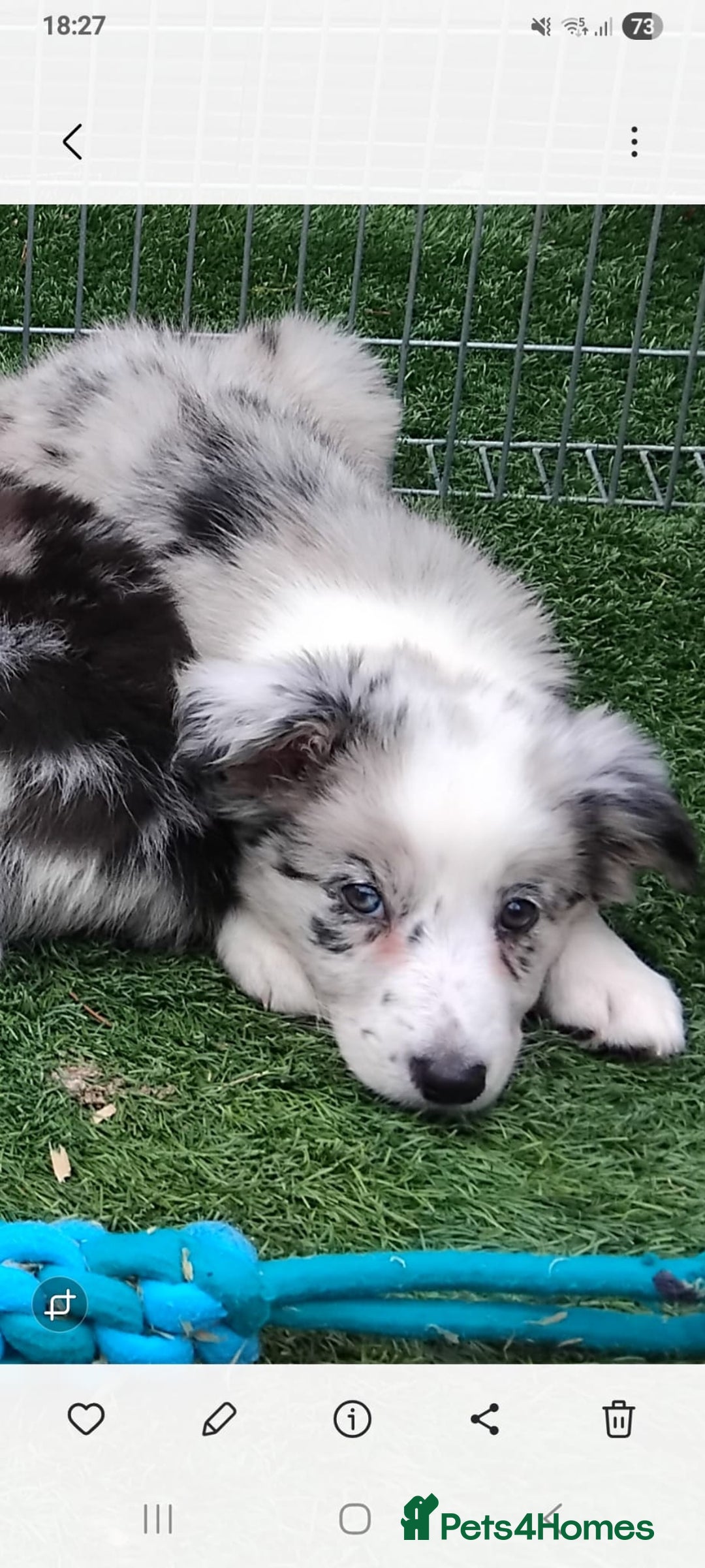 Border Collie dogs for sale: Stunning litter of blue merle border collies - Image 36
