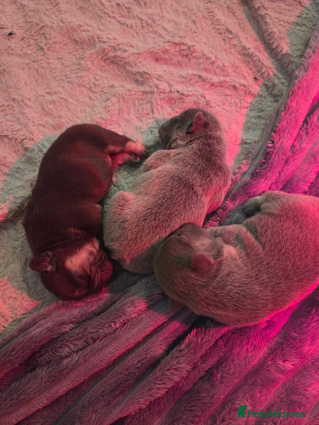 French Bulldog dogs for sale: 5 beautiful male french bulldog puppies  - Image 18