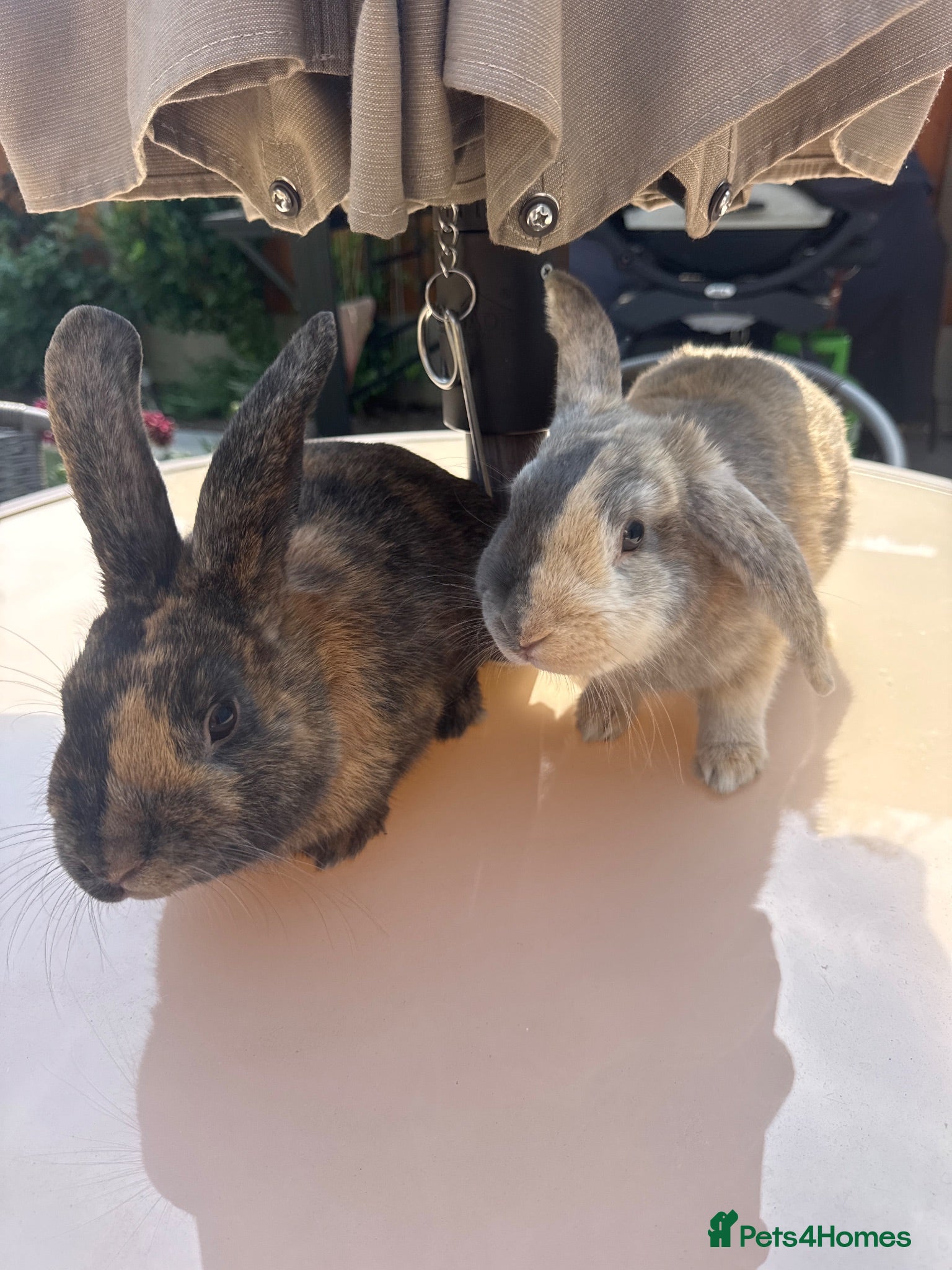 Mini Lion Lop rabbits 2 Males for sale - Mini Lop / Harlequin  - Advert 1