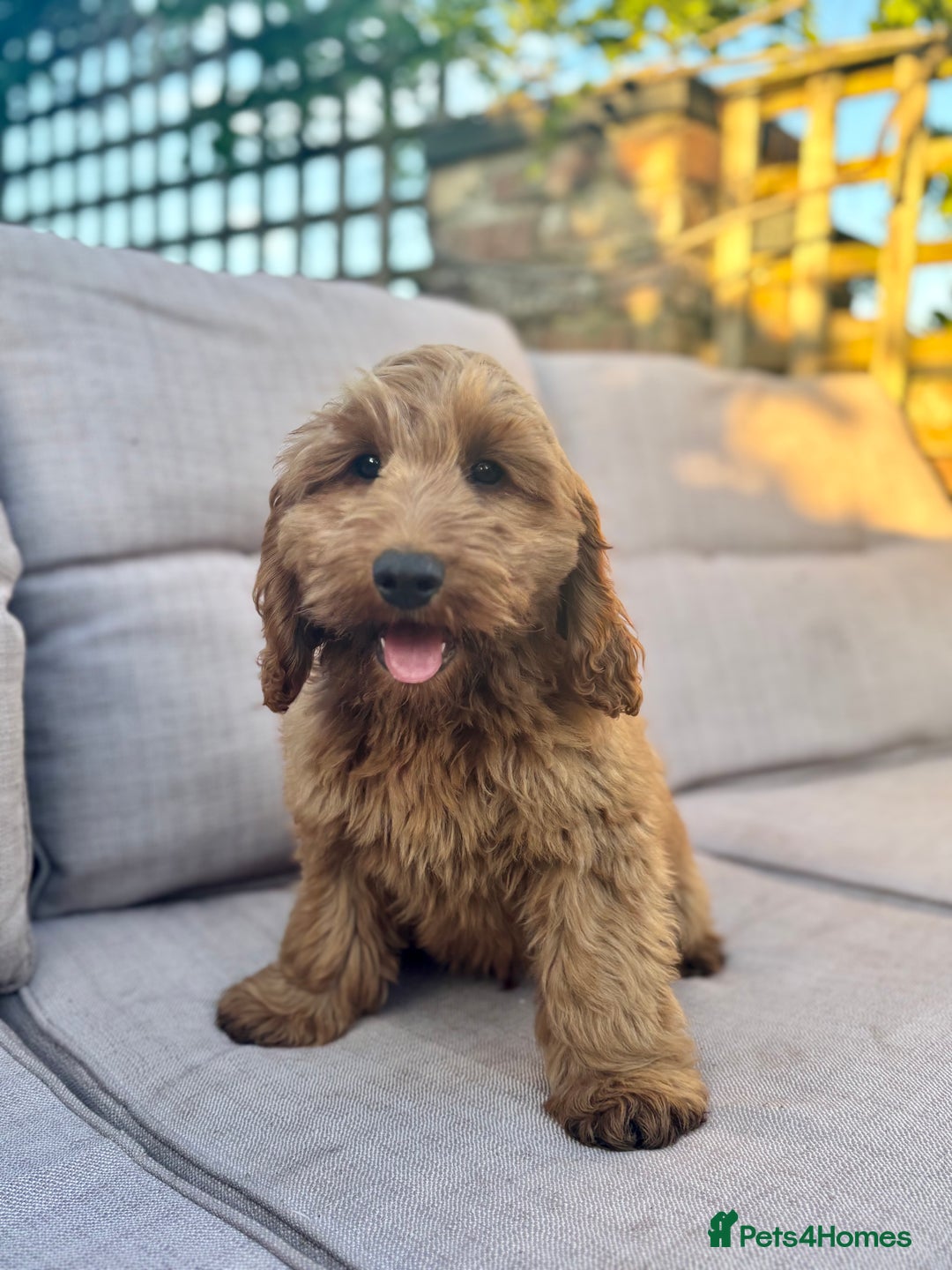 Cockapoo dogs for sale: Gorgeous quality health checked F1 Cockapoos  in Market Drayton - Image 19