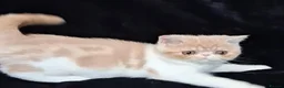 Persian cats for sale: Persian/exotic kittens - Advert 14