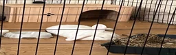 Mixed Breed rabbits for sale: Milky – Loving Free-Roam Lop Rabbit Seeking Home in Feltham - Advert 8