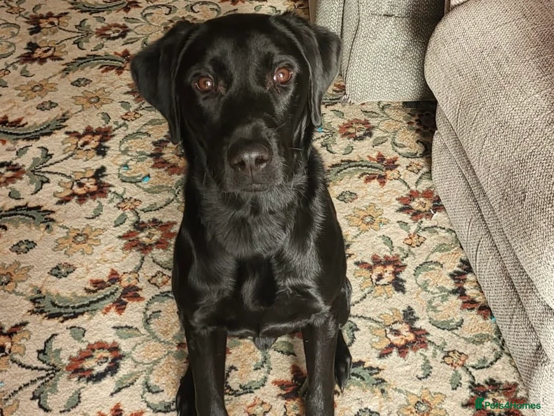 Labrador Retriever dogs for stud: Proven, KC Reg, fully health tested Labrador stud - Advert 16