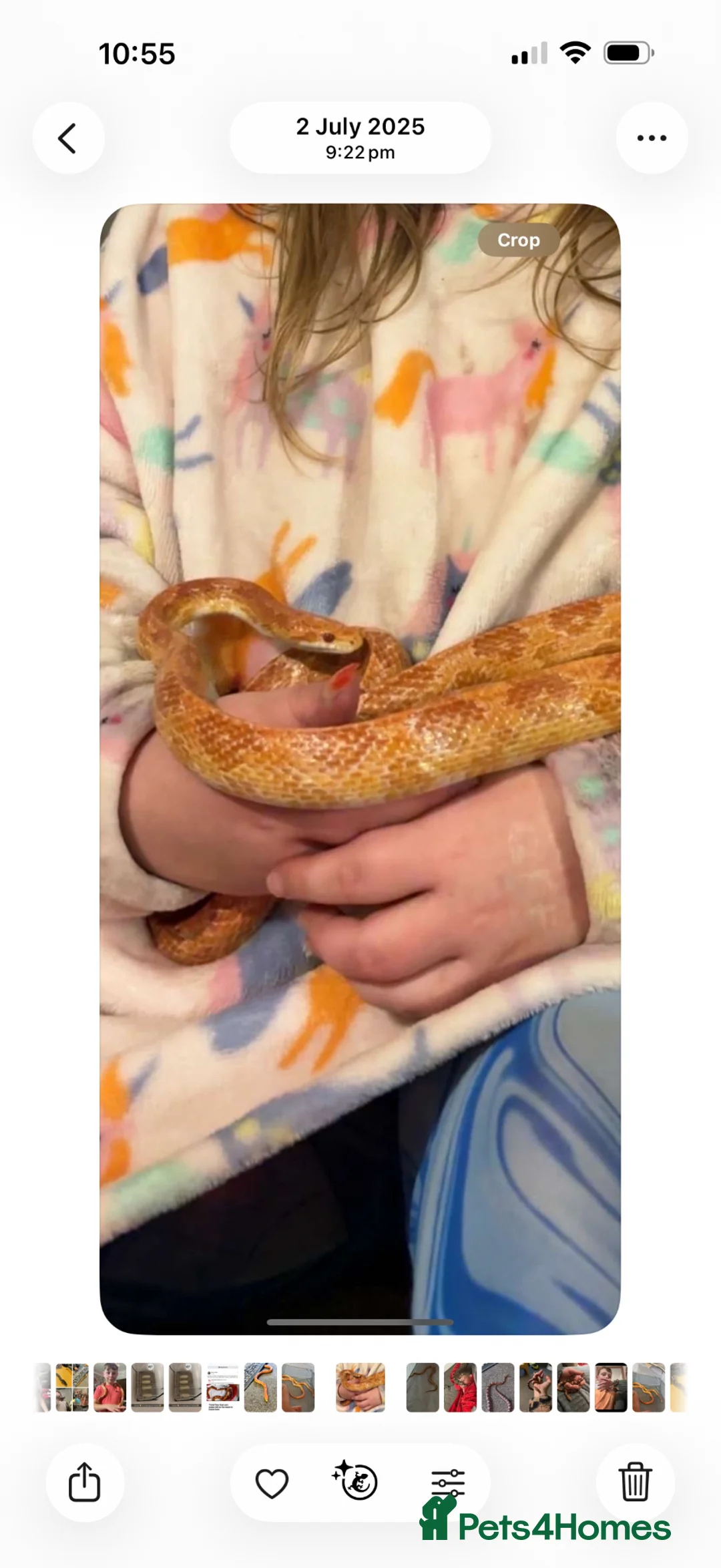 Corn Snake reptiles for sale: Adult corn snake - Advert 2