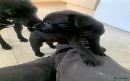 Patterjack dogs for sale: Outstanding litter of patterjack puppys for sales  - Image 13