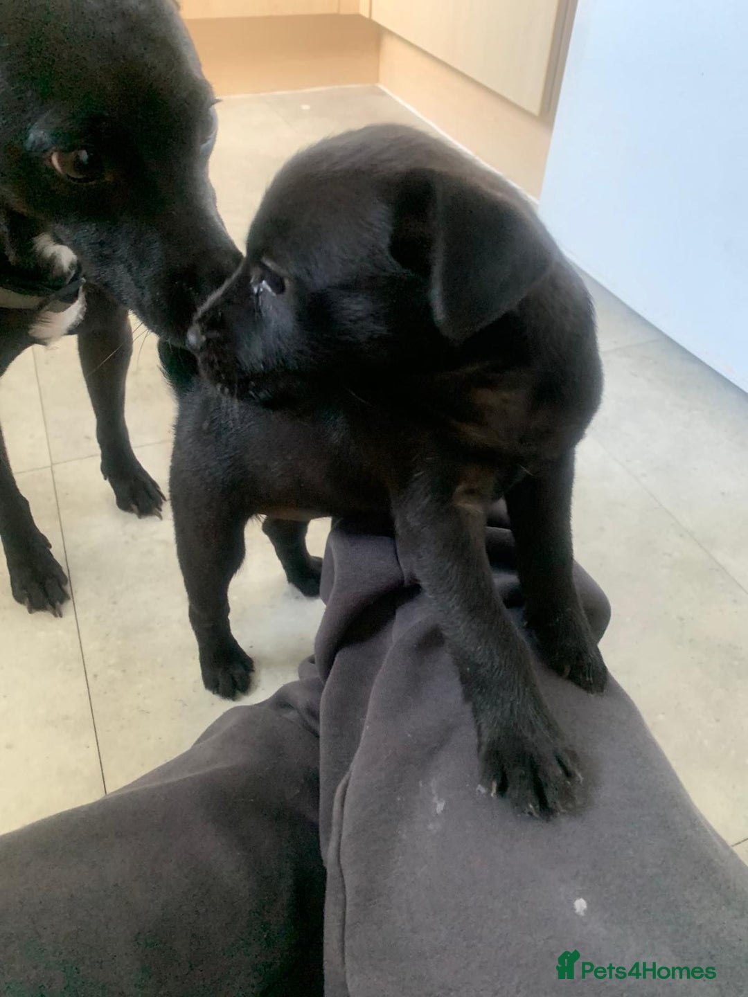 Patterjack dogs for sale: Outstanding litter of patterjack puppys for sales  - Image 13