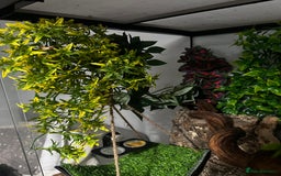Gecko reptiles for sale: Dalmatian crested gecko - Image 7