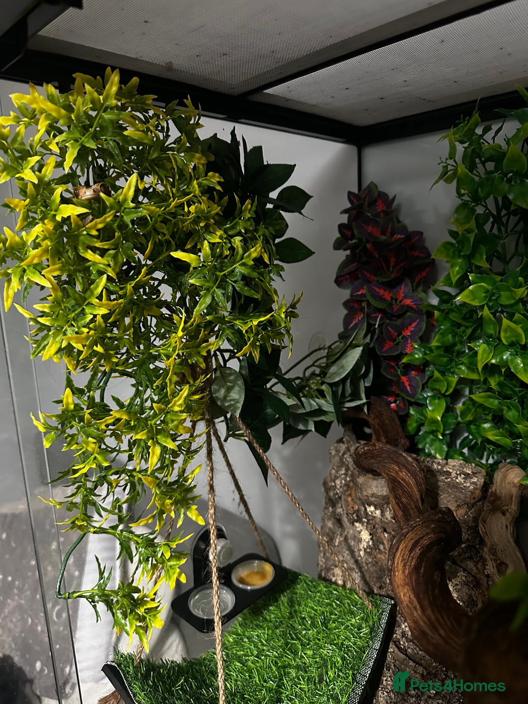 Gecko reptiles for sale: Dalmatian crested gecko - Image 7
